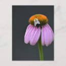Search for echinacea postcards Coneflower
