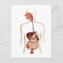 Search for digestion postcards Internal organs