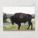 Search for oklahoma postcards Wildlife
