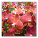Search for 6x6 posters Floral