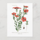 Search for flax postcards Floral