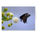 Search for black swallowtail Nature