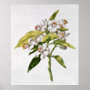 Search for laing posters Flowers
