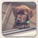 Search for labrador coasters Cute