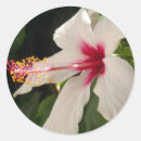 Search for hibiscus photo stickers Floral
