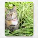 Search for tabby standard mouse mats Sweet