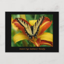 Search for swallowtail postcards Butterflies