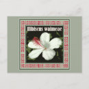 Search for fragrant postcards Flower