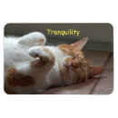 Search for cute cat magnets Sleeping