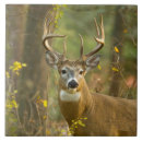 Search for deer antlers tiles Buck
