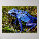 Search for poison dart frog posters Amphibian