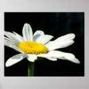 Search for single yellow posters Daisy