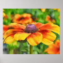 Search for coneflowers art Floral