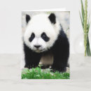 Search for panda cards Sichuan province