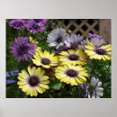 Search for osteospermum posters Yellow