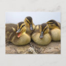 Search for aves postcards Fauna