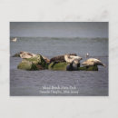 Search for seals postcards Wildlife