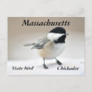 Search for chickadee postcards Nature
