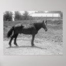 Search for war horse posters Photography