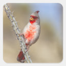 Search for desert bird stickers Animal