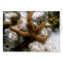 Search for reef photography Starfish