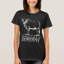 Search for brahman Bulls