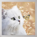Search for furry animal posters Cats