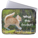 Search for kitten electronics Humor