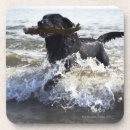 Search for black labrador coasters Outdoors