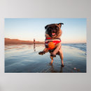 Search for pugs posters Puppy