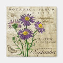 Search for aster magnets Botanical
