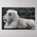 Search for big five posters Lion