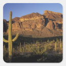 Search for arizona cactus stickers Arid