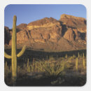 Search for arizona cactus stickers Scenic