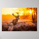 Search for red deer posters Animal