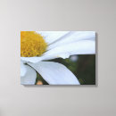 Search for daisy pictures canvas prints White