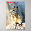 Search for gray squirrel posters Wildlife