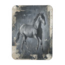 Search for stallion magnets Wild horse