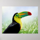 Search for tropical toucan posters Drawing