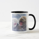 Search for macaque mugs Animals in the wild