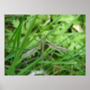 Search for flying insect posters Photography
