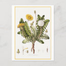 Search for vintage dandelion illustration Botanical