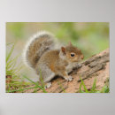 Search for squirrel pictures posters Photography
