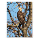 Search for eagle in winter posters Bird