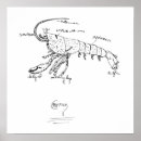 Search for crayfish posters Crawdad