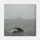 Search for humpback magnets Whale