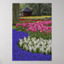 Search for hyacinth posters White