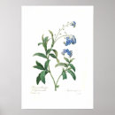 Search for forget me not flower posters Vintage