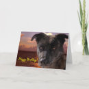 Search for mixed breed cards Pet