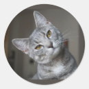 Search for curious cat stickers Tabby